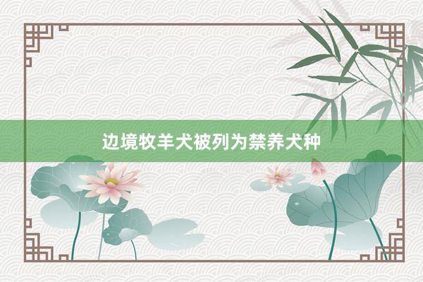 边境牧羊犬被列为禁养犬种